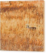 White Tail Crossing Golden Field Wood Print