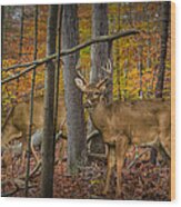 White Tail Deer Bucks In An Autumn Woodland Forest Wood Print