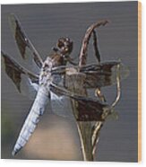White Tail Dragonfly Wood Print