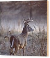White-tailed Deer Buck Wood Print