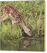 White-tailed Deer Fawn Drinking Wood Print