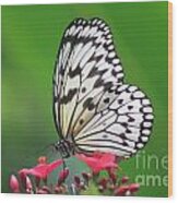 White Tree Nymph Butterfly Wood Print