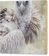 White Vulture Wood Print