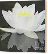 White Water Lily And Black Background Wood Print