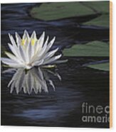 White Water Lily Left Wood Print