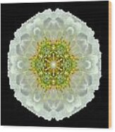 White Zinnia Elegans V Flower Mandala Wood Print