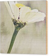 White Zinnia Wood Print