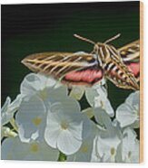Whitelined Sphinx Moth - Hawk-moth - Hummingbird Moth Wood Print
