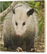 Who Says Possums Are Ugly Wood Print