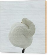 Whooper Swan Wood Print