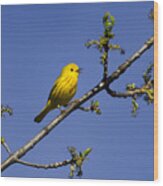 Yellow Warbler Bird Wood Print