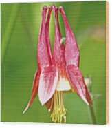 Wild Columbine Flower Wood Print