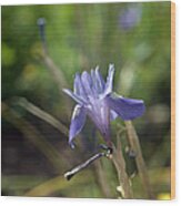 Wild Cretan Iris Wood Print