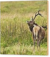 Wild Deer Wood Print