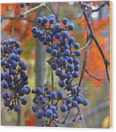 Wild Grapes Wood Print