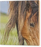 Wild Horse Grazing Wood Print