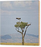 Wild Lappet-faced Vulture In Tree Wood Print