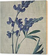 Wild Lupine Wood Print