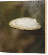 Wild Mushroom Wood Print