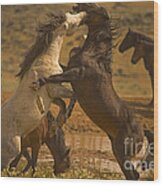 Wild Mustang Stallions - Signed Wood Print