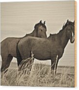 Wild Mustangs Of New Mexico 3 Wood Print