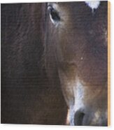 Wild Mustangs Of New Mexico 42 Wood Print
