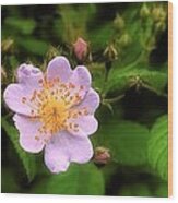 Wildflower - Wild Rose - Panorama Wood Print