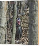 Wild Turkey 1 Wood Print