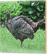 Wild Turkey Wood Print