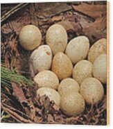 Wild Turkey Eggs In Nest Wood Print
