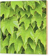 Wild Vine Parthenocissus Tricuspidata Wood Print