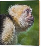 Wild White-faced Capuchin Monkey Wood Print