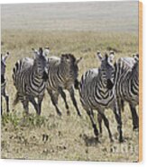 Wild Zebras Running Wood Print