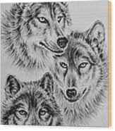 Wildlife collection-wolves by Andrew Read