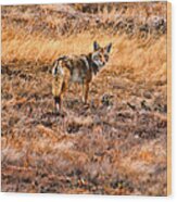Wiley Coyote Wood Print