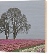 Willamette Valley Tulips Wood Print
