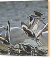 Willets And White Pelicans Wood Print