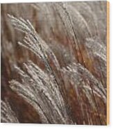 Windblown Grass Wood Print