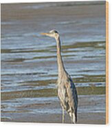 Windblown Heron Wood Print