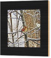 Winter Cardinal Wood Print