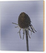 Winter Cone Flower Wood Print