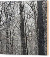 Winter Forest Wood Print