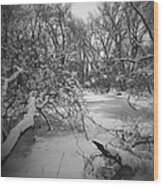 Winter Forest Series 3 Black And White Version Wood Print