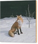 Winter Fox Wood Print