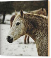 Winter Horse Wood Print