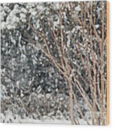 Winter Magnolia Wood Print