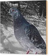 Winter Pigeon Wood Print