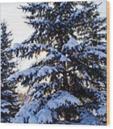 Winter Scenic 16 Wood Print