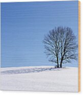 Winter - Snow Trees Wood Print