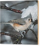 Winter  Tufted Titmouse Wood Print